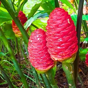 5 Awapuhi Shampoo Ginger Rhizomes - Live Zingiber Zerumbet Roots for Planting - Image 4