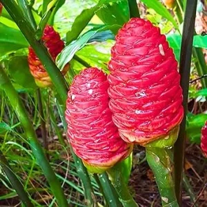 5 Awapuhi Shampoo Ginger Rhizomes - Live Zingiber Zerumbet Roots for Planting - Image 6