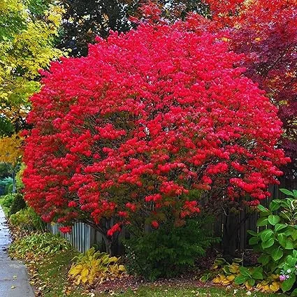 5 Burning Bush Shrub Bare Roots, Dormant, 6-12" Tall, Outdoor Landscaping - Image 1