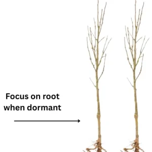5 Burning Bush Shrubs – Dormant Rooted Cuttings, 6-12