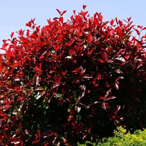 5 Burning Bush Shrubs – Dormant Rooted Cuttings, 6-12