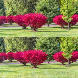 5 Burning Bush Shrubs – Dormant Rooted Cuttings, 6-12