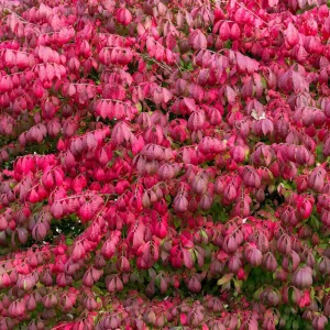 5 Burning Bush Shrubs – Dormant Rooted Cuttings, 6-12