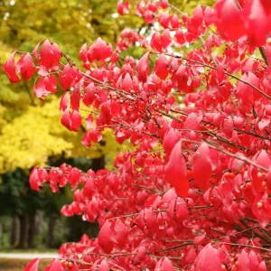 5 Burning Bush Shrubs – Dormant Rooted Cuttings, 6-12