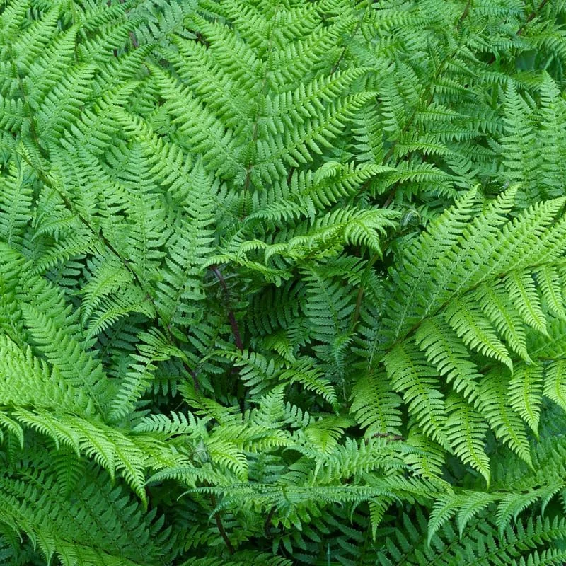 5 Cinnamon Fern Bare Roots Live Plants - Outdoor & Indoor Ferns - Image 3