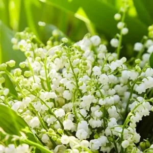 5 Fragrant Lily of the Valley Bare Root Plants - Easy Grow May Lilies, Cold Hardy - Image 3
