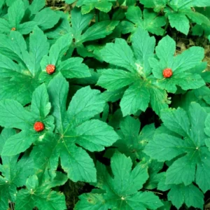 5 Goldenseal Bare Roots Live Plants - Outdoor Herb for Planting - Image 1