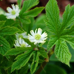 5 Goldenseal Bare Roots Live Plants - Outdoor Herb for Planting - Image 4