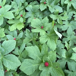 5 Goldenseal Bare Roots Live Plants - Outdoor Herb for Planting - Image 6