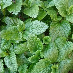 5 Lemon Balm Live Plant Starters - Perennial Mint Herb, 4-6