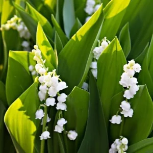 5 Lily of the Valley Bulbs - Fragrant Perennial Flower Bulbs for Outdoor Garden - Image 5