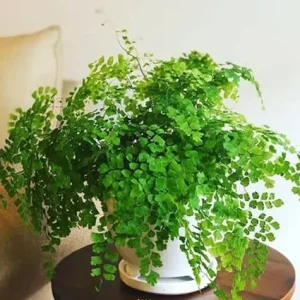 5 Maidenhair Fern Rhizomes - Live Roots for Indoor & Outdoor Gardens - Image 1