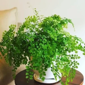 5 Maidenhair Fern Rhizomes - Live Roots for Indoor & Outdoor Gardens - Image 6