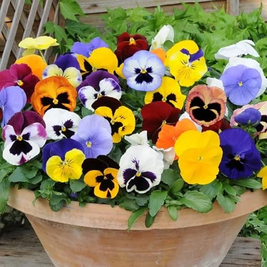 5 Mix Colorful Pansies Live Plants, 4 Inch Pot, Outdoor Flowers - Image 7
