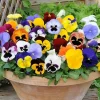 5 Mix Colorful Pansies Live Plants, 4 Inch Pot, Outdoor Flowers - Image 1