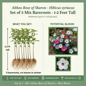 5 Mix Rose of Sharon Seedlings - Hardy Bareroot Flowering Shrubs 1-2 Ft Tall Outdoor - Image 3