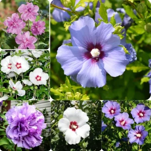 5 Mix Rose of Sharon Seedlings - Hardy Bareroot Flowering Shrubs 1-2 Ft Tall Outdoor - Image 5