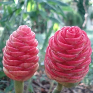 5 Pack Awapuhi Shampoo Ginger Rhizomes - Zingiber zerumbet Tubers - Image 4