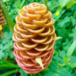 5 Pack Awapuhi Shampoo Ginger Rhizomes - Zingiber zerumbet Tubers - Image 5