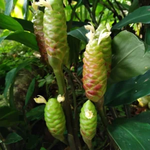 5 Pack Awapuhi Shampoo Ginger Rhizomes - Zingiber zerumbet Tubers - Image 7