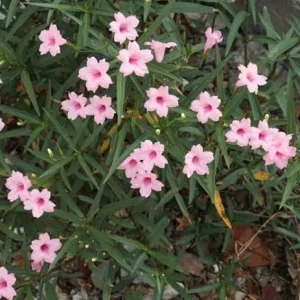 5 Pink Mexican Petunia Live Plants – Perennial Garden Flower – Easy Grow - Image 4