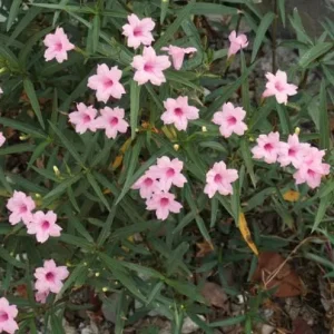 5 Pink Mexican Petunia Live Plants – Perennial Garden Flower – Easy Grow - Image 5