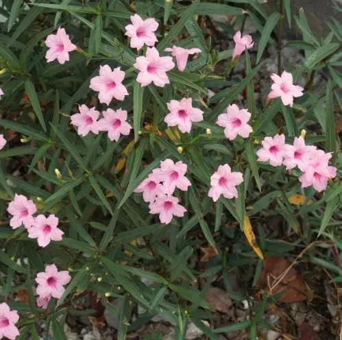 5 Pink Mexican Petunia Live Plants – Perennial Garden Flower – Easy Grow - Image 5