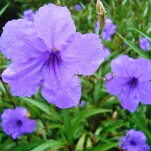 5 Purple Mexican Petunia Live Plants, Well Rooted, 7-8 Inch Tall Shrub - Image 6