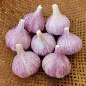 5 Purple Stripe Italian Garlic Bulbs for Planting – Hardneck Tubers - Image 4