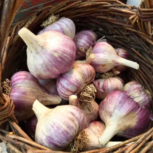 5 Purple Stripe Italian Garlic Bulbs for Planting – Hardneck Tubers - Image 6