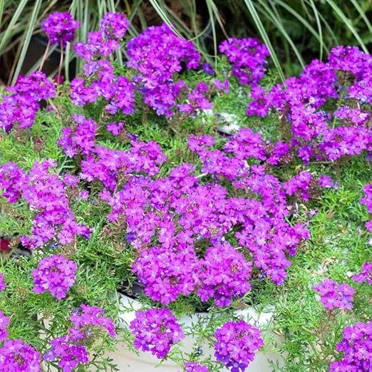 5 Purple Verbena Live Plants 4-8” Tall, Perennial Flowering Garden Plant - Image 4