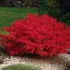 5 Red Burning Bush Live Plants 4-10 Inches Tall – Dwarf Shrub for Outdoor Perennial - Image 1