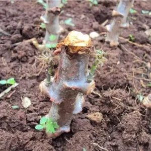 5 Sweet Yuca Cassava Cuttings – Live Plant – for Outdoor Gardening - Image 2