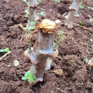 5 Sweet Yuca Cassava Cuttings – Live Plant – for Outdoor Gardening - Image 4