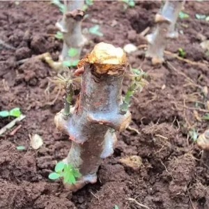 5 Sweet Yuca Cassava Cuttings – Live Plant – for Outdoor Gardening - Image 5