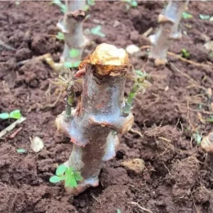 5 Sweet Yuca Cassava Cuttings – Live Plant – for Outdoor Gardening - Image 1