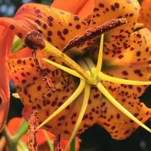 5 Turk Cap Lily Bulbs - Orange Flower, Summer Planting, Zones 5-8 - Image 7