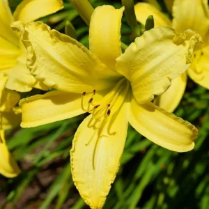 5 Yellow Daylily Bulbs – Reblooming Perennial Flowers for Outdoor Garden - Image 3