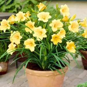 5 Yellow Daylily Bulbs – Reblooming Perennial Flowers – Outdoor - Image 4