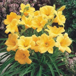 5 Yellow Daylily Bulbs – Reblooming Perennial Flowers for Outdoor Garden - Image 5