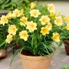 5 Yellow Daylily Bulbs – Reblooming Perennial Flowers for Outdoor Garden - Image 1