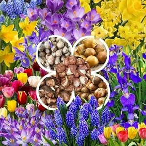 50 Early Spring Flower Bulbs for Fall Planting - Mixed Colors Outdoor - Image 2