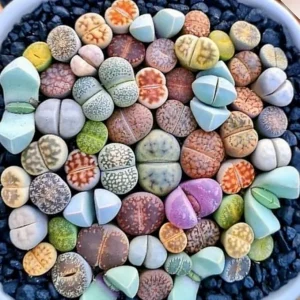 50 Lithops Seeds Mix - Colorful Living Stone Succulent Seeds - Image 5
