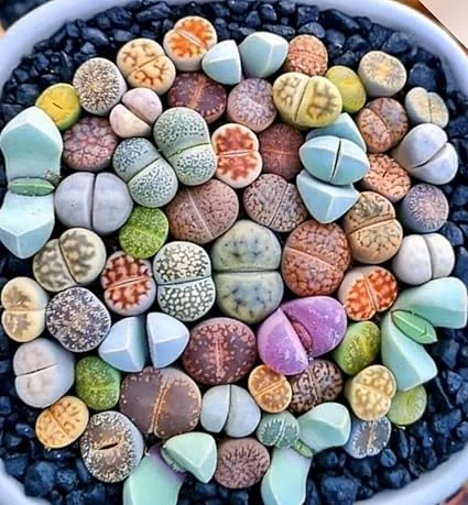 50 Lithops Seeds Mix - Colorful Living Stone Succulent Seeds - Image 6