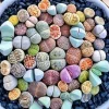 50 Lithops Seeds Mix - Colorful Living Stone Succulent Seeds - Image 1