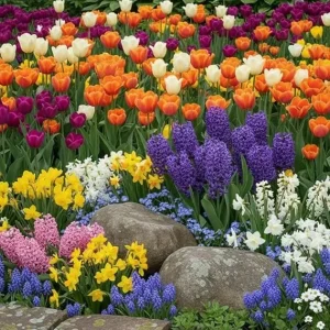 50 Mix Flower Bulbs for Fall Planting - Colorful Early Spring Blooms, Winter Hardy - Image 3