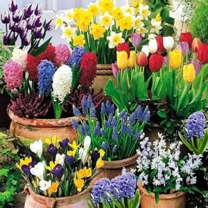 50 Mixed Flower Bulbs for Fall Planting – Vibrant Early Spring Blooms - Image 4