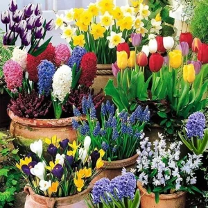 50 Mixed Flower Bulbs for Fall Planting – Vibrant Early Spring Blooms - Image 6