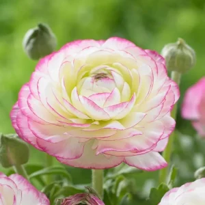50 Mixed Ranunculus Flower Bulbs for Planting - Spring Blooming - Image 2
