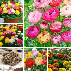 50 Mixed Ranunculus Flower Bulbs for Planting - Spring Blooming - Image 7